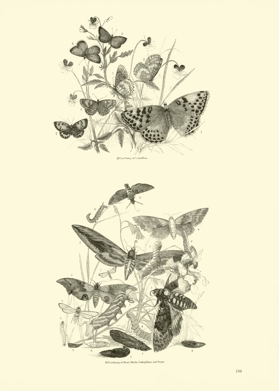 Side fra The Pictorial Museum of Animated Nature af English School