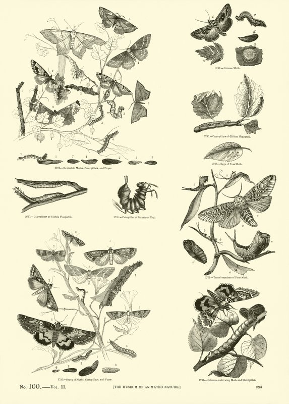 Side fra The Pictorial Museum of Animated Nature af English School