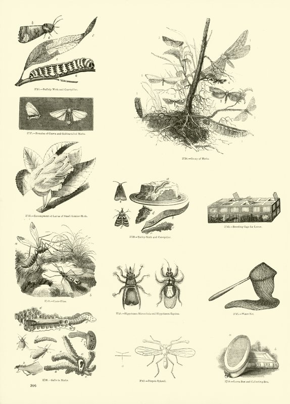 Side fra The Pictorial Museum of Animated Nature af English School