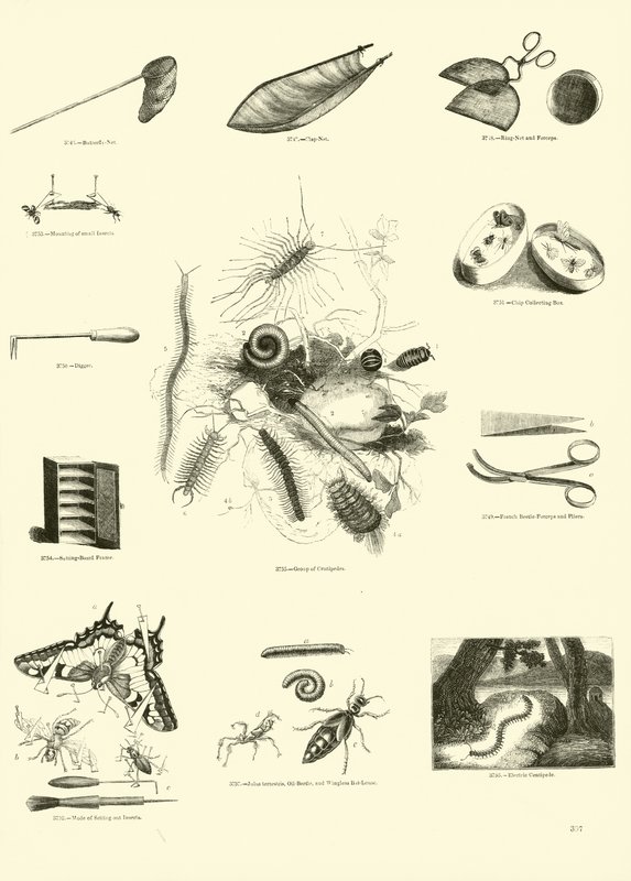 Side fra The Pictorial Museum of Animated Nature af English School
