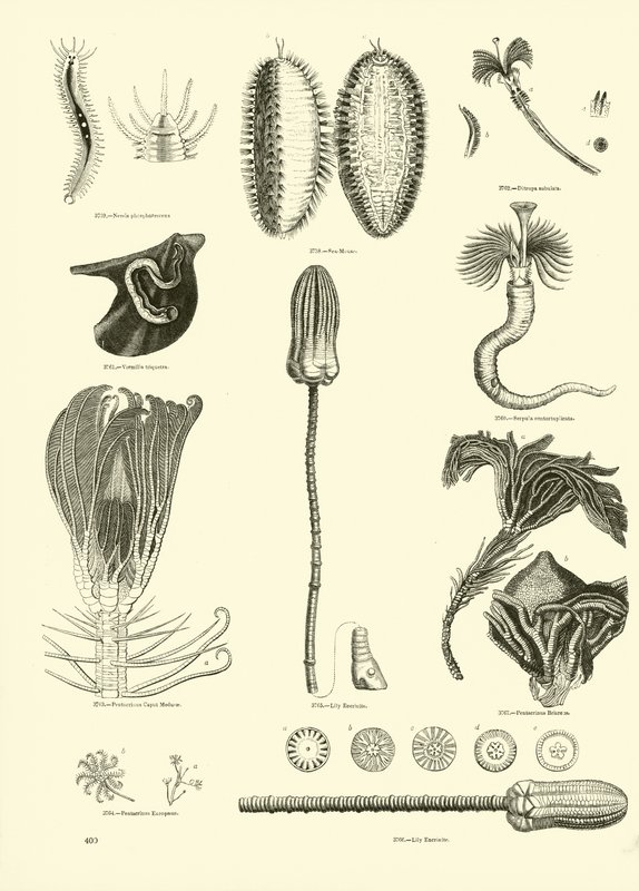 Side fra The Pictorial Museum of Animated Nature af English School