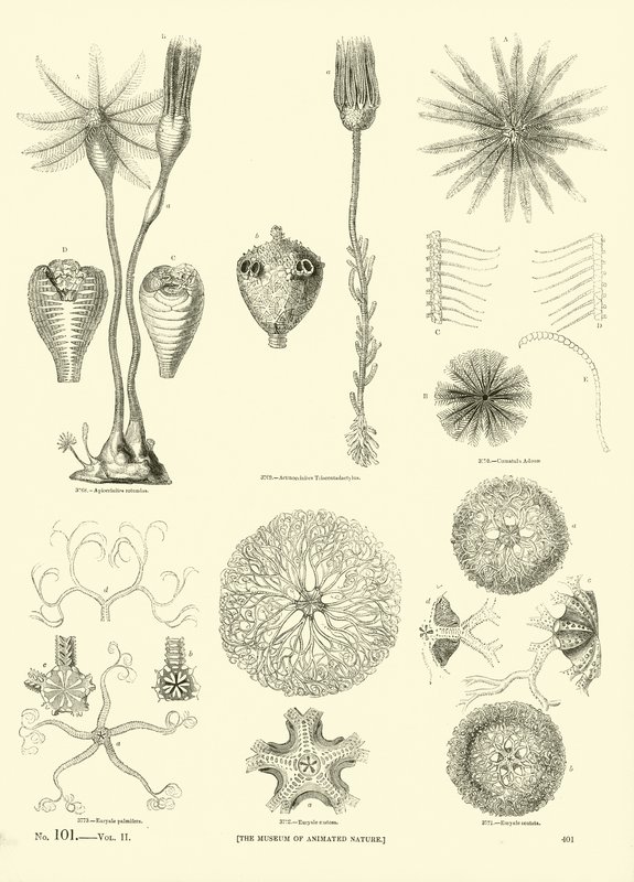 Side fra The Pictorial Museum of Animated Nature af English School