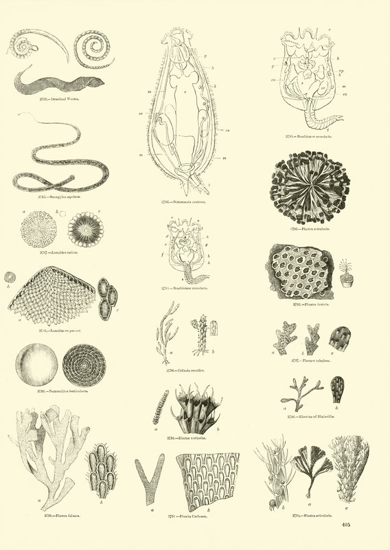 Side fra The Pictorial Museum of Animated Nature af English School