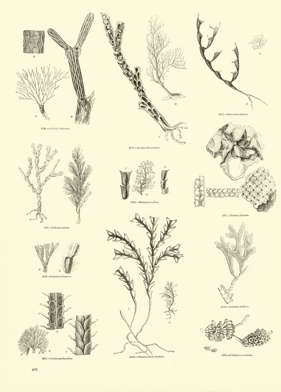 Side fra The Pictorial Museum of Animated Nature af English School