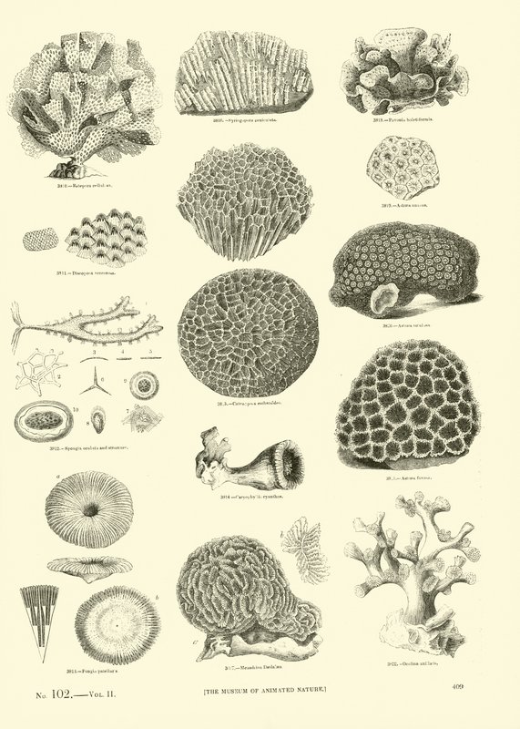 Side fra The Pictorial Museum of Animated Nature af English School