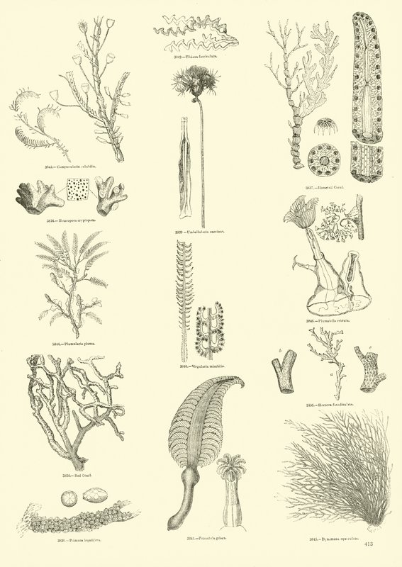 Side fra The Pictorial Museum of Animated Nature af English School