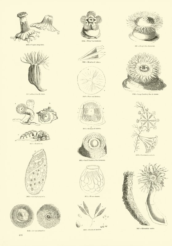 Side fra The Pictorial Museum of Animated Nature af English School