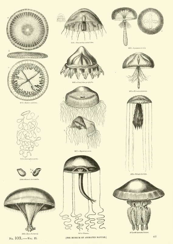 Side fra The Pictorial Museum of Animated Nature af English School