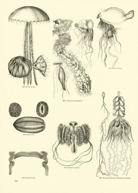 Side fra The Pictorial Museum of Animated Nature af English School