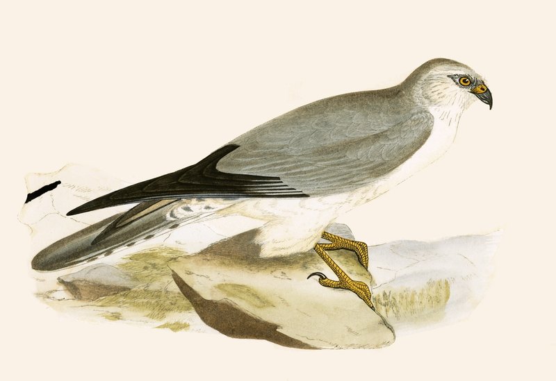 Pale Chested Harrier, illustration fra 