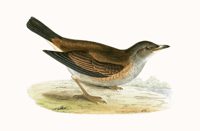 Pale Thrush, illustration fra 