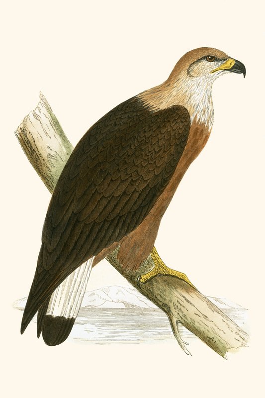 Pallas