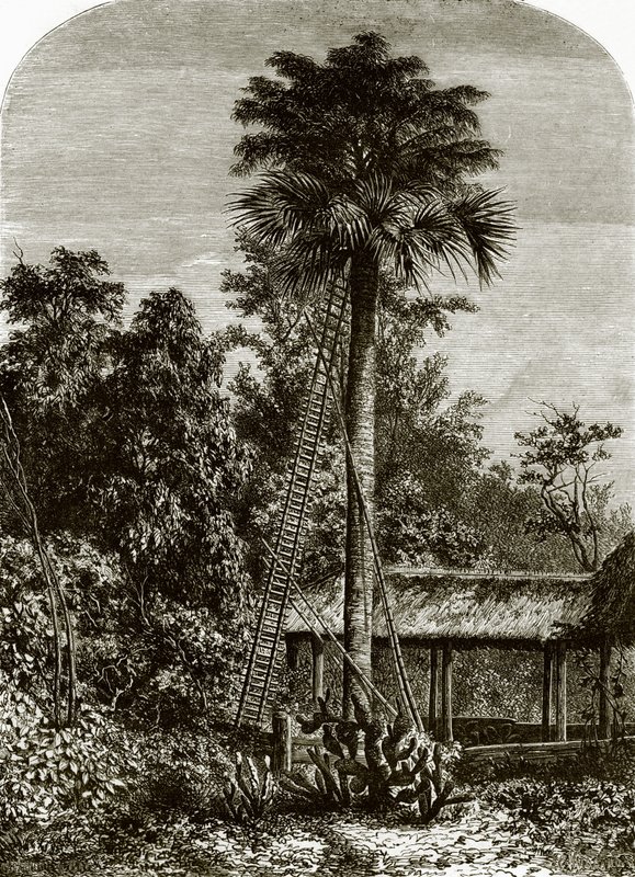 Palme i store Andaman af English School