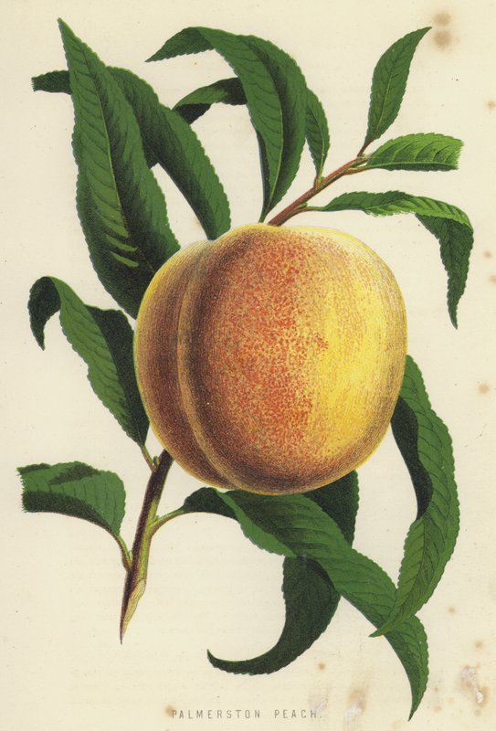 Palmerston Peach af English School