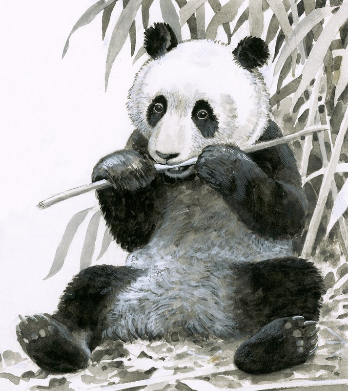 Panda tygge bambus af English School