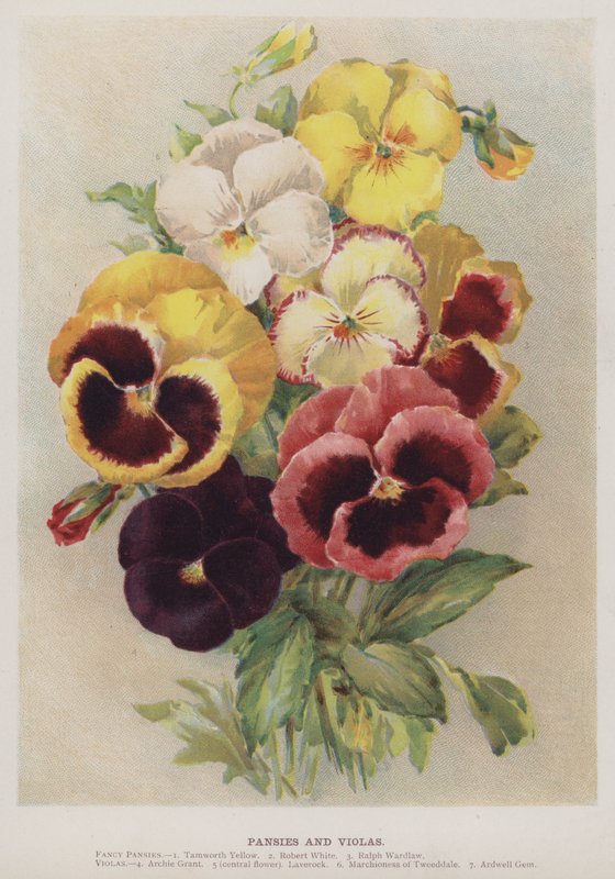 Stedmoderblomster og Bratscher af English School