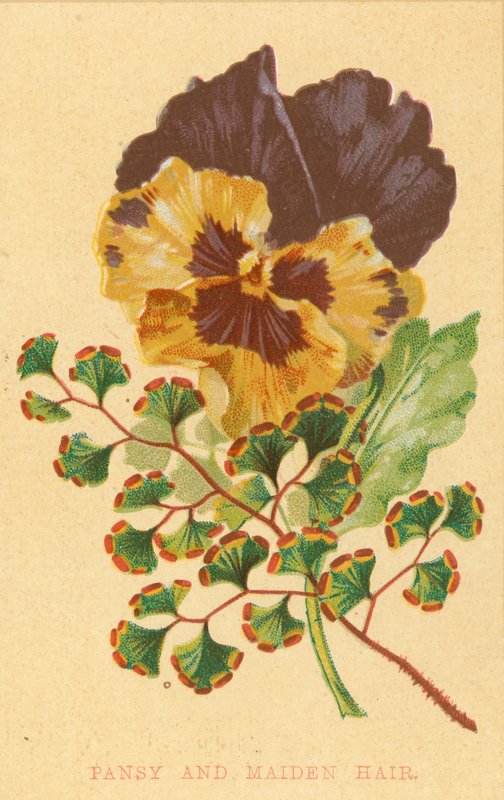 Pansy og jomfruhår af English School