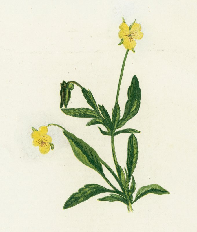 Sveske, eller hjerteblomst, Viola Tricolor af English School