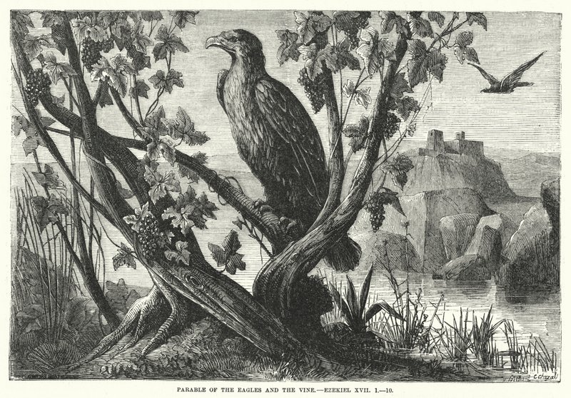 Lignelse om ørnene og vinstokken, Ezekiel XVII af English School