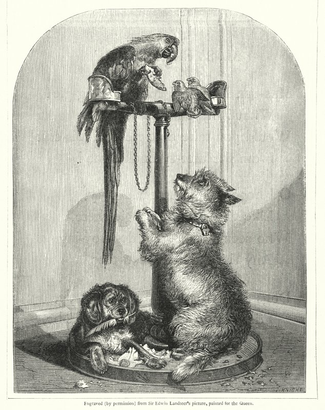 Papegøje og hunde (gravering) af English School