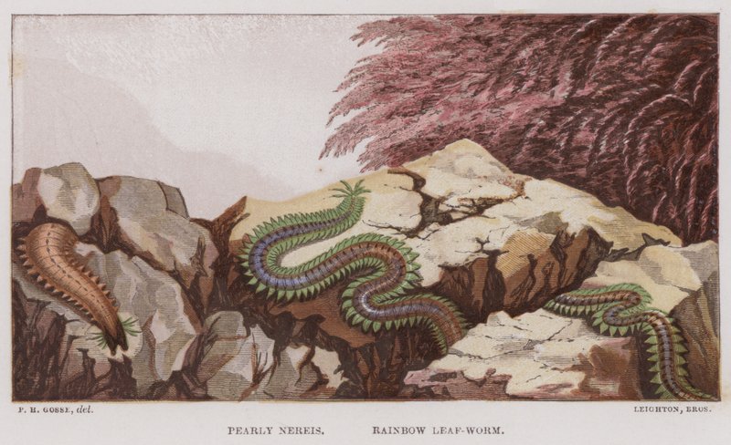 Pearly Nereis, Rainbow Leaf-Orm (farve litho) af English School