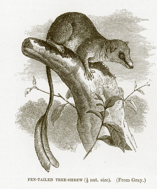 Pennehaleskær, illustration fra Den Kongelige Naturhistorie af English School