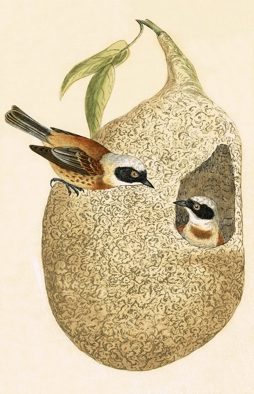 Pendulmejse, illustration fra "A History of the Birds of Europe Not Observed in the British Isles" af Charles Robert Bree (1811-86), udgivet i 1867 af English School