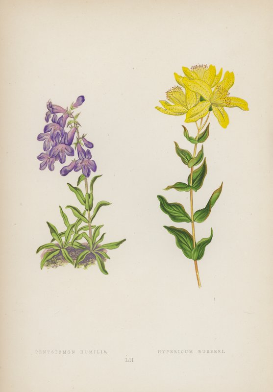 Pentstemon Humble; Hypericum Burseri (farve litho) af English School