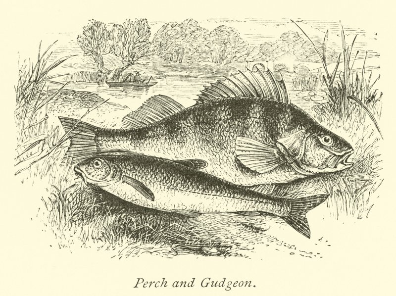 Aborre og Gudgeon af English School
