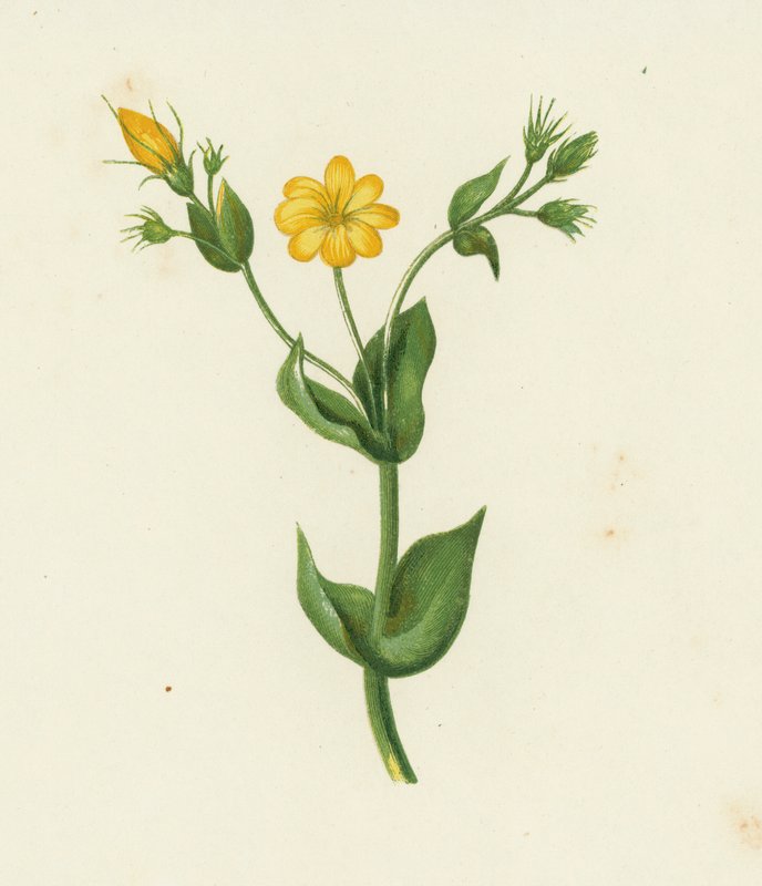 Perfoliate Yellow Wort, Chlora Perfoliata (farve litho) af English School