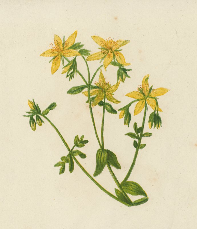 Perforeret perikon, Hypericum Perforatum (farvelitografi) af English School