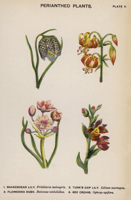 Perianterede planter (farvelitografi) af English School