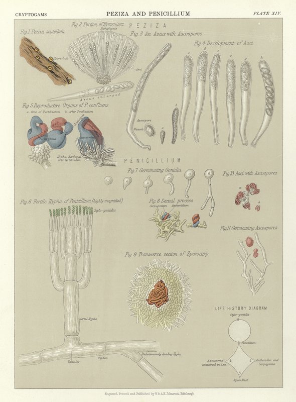Peziza og Penicillium af English School