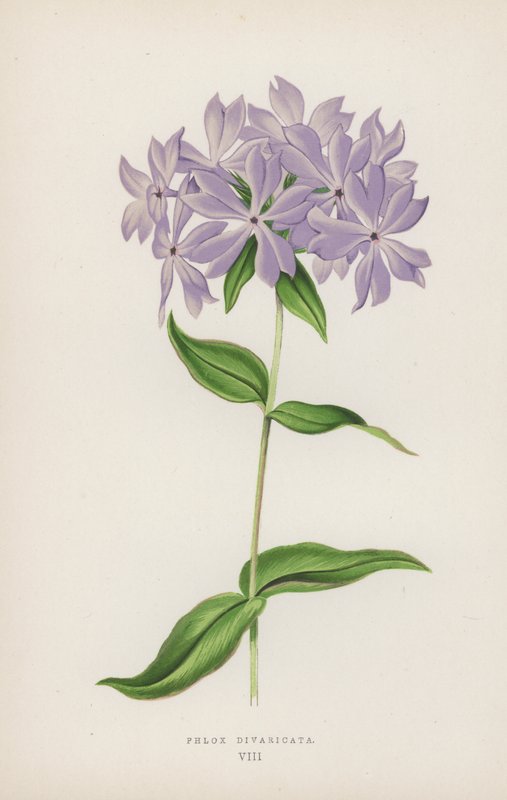 Blomster Diwariketa (Colour Litho) af English School