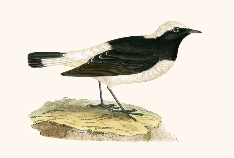 Pied Wheatear, illustration fra 