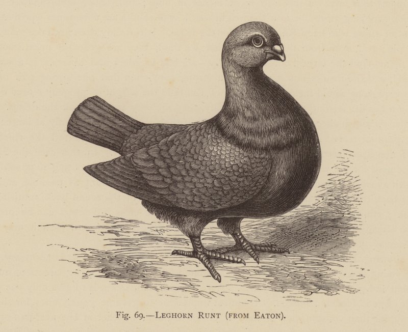 Duer: Leghorn Runt, fra Eaton (gravering) af English School