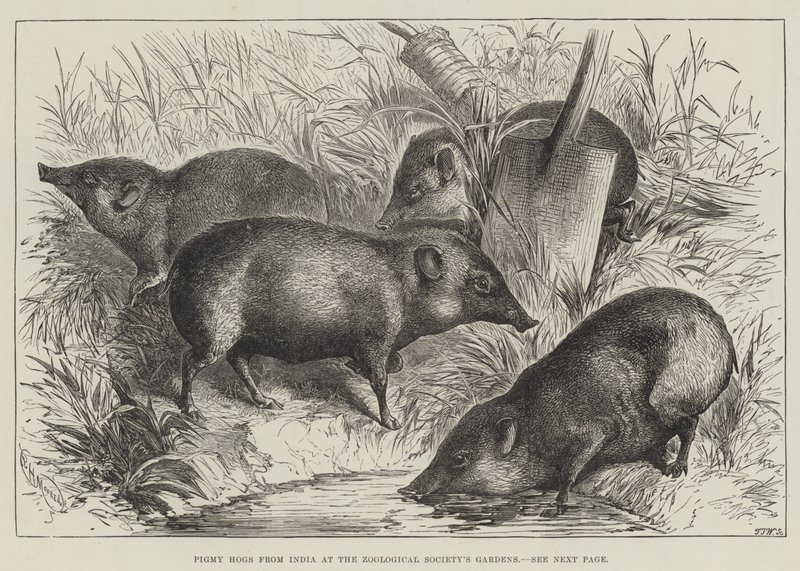 Pigmy Hogs fra Indien ved Zoological Society