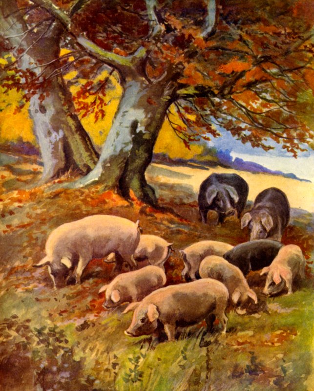 Svin ved græs (farve litho) af English School
