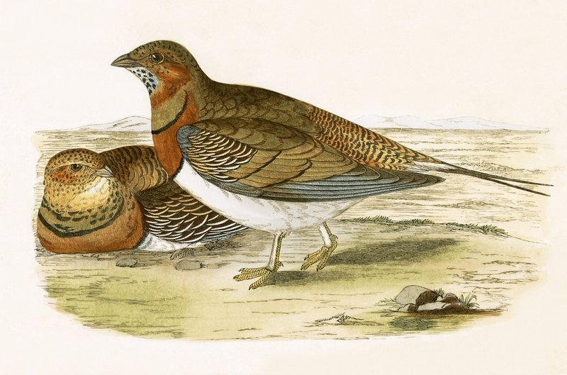 Pin Tailed Sand Grouse, illustration fra 