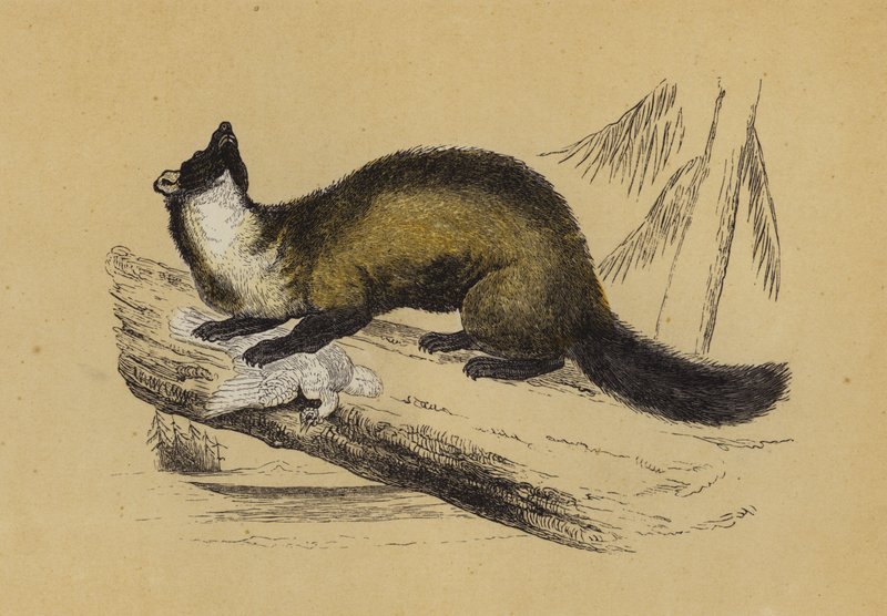 Pine Marten (farvelitografi) af English School