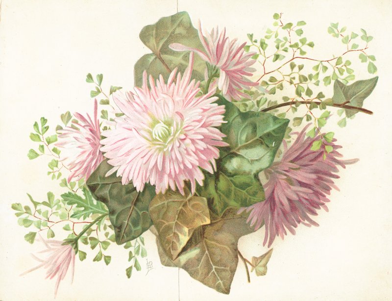 Lyserøde blomster (Dahlia), kort af English School