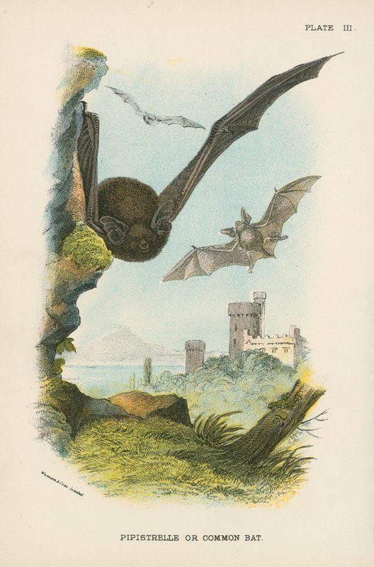 Pipistrelle eller almindelig flagermus af English School