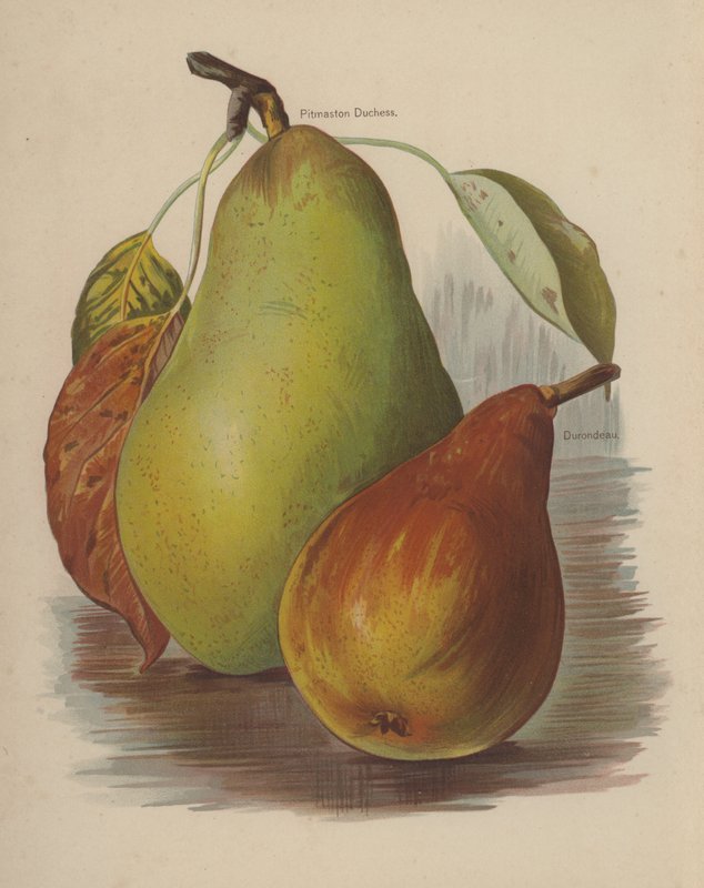 Pitmaston hertuginde, Durondeau af English School