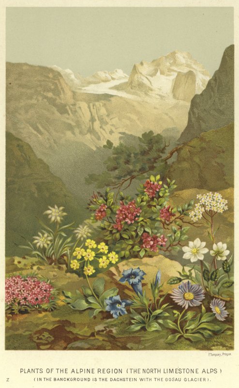 Plants of the Alpine Region, the North Limestone Alps  af English School