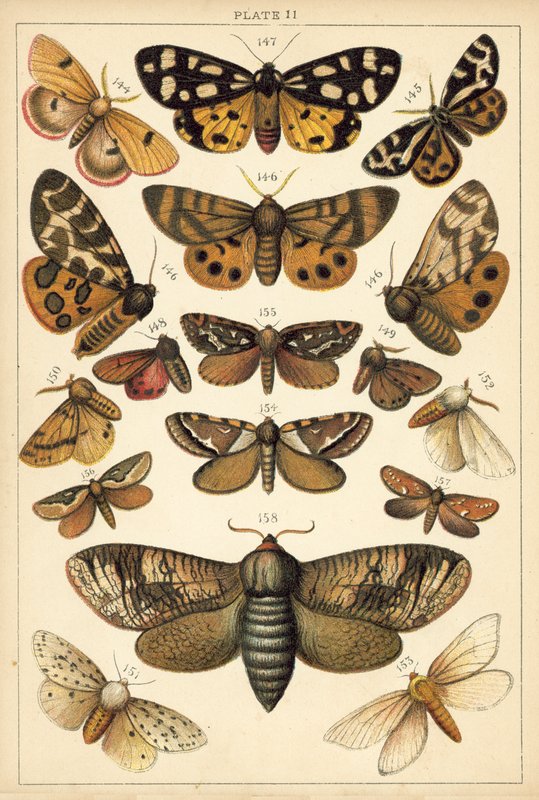 Tallerken fra vort lands sommerfugle og møl (chromolitho) af English School