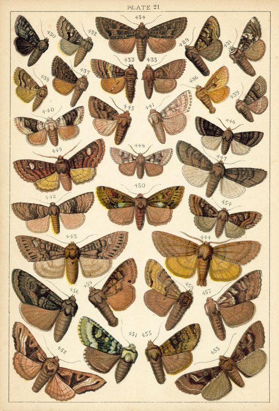 Tallerken fra vort lands sommerfugle og møl (chromolitho) af English School