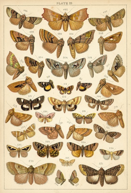 Tallerken fra vort lands sommerfugle og møl (chromolitho) af English School