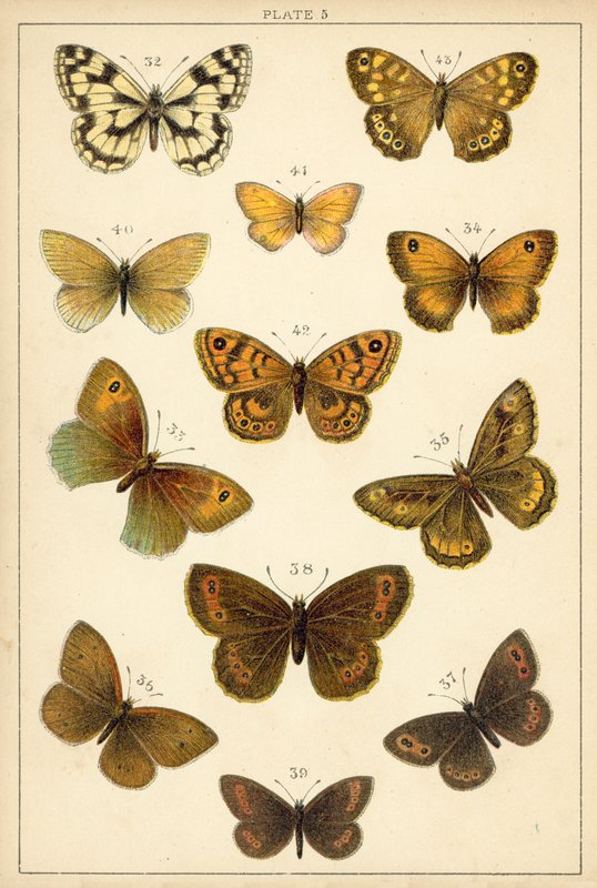 Tallerken fra vort lands sommerfugle og møl (chromolitho) af English School
