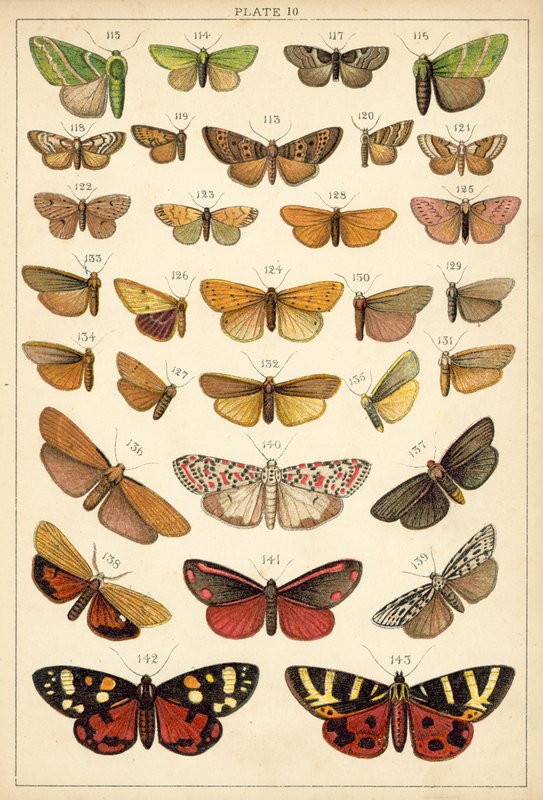 Tallerken fra vort lands sommerfugle og møl (chromolitho) af English School