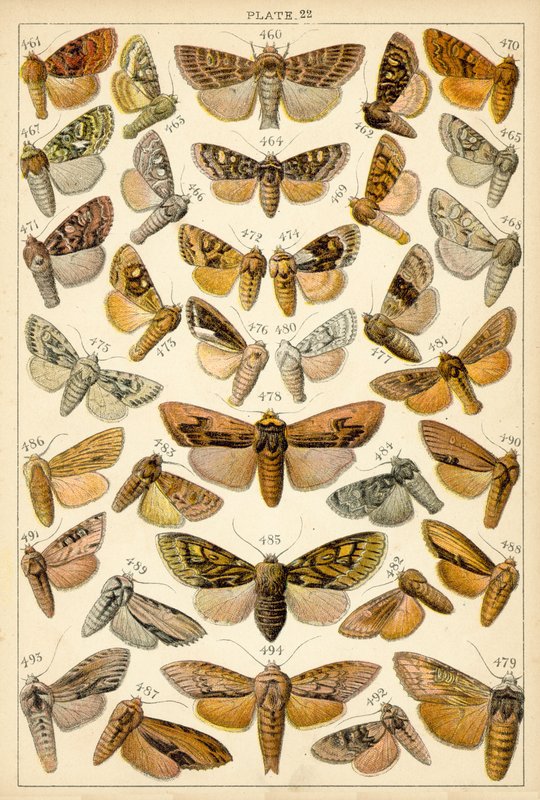 Tallerken fra vort lands sommerfugle og møl (chromolitho) af English School